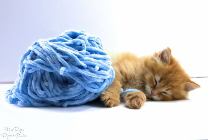 Fell Asleep Playing With A Ball Of Yarn