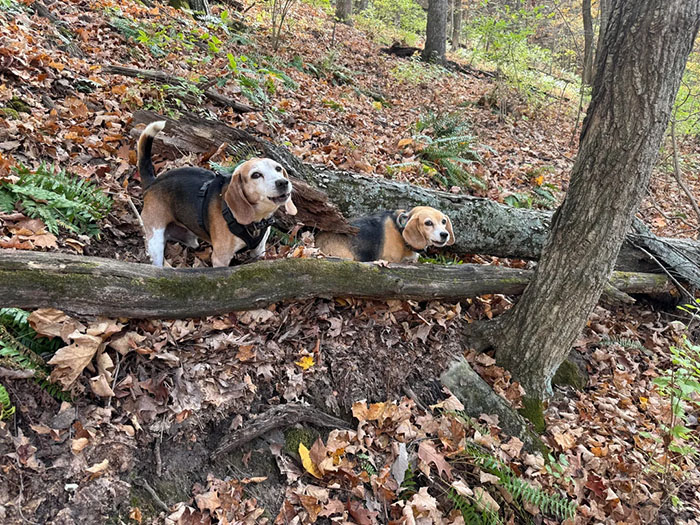 Man Goes For A Walk In The Forest, Returns With A Couple Of Beagles He Found Stuck On A Cliff