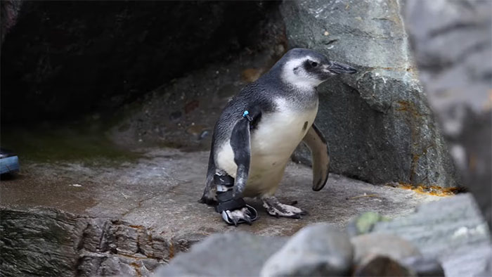 Periwinkle The Penguin Takes Over The Internet As He Thrives After A Rough Start, Defying All Odds