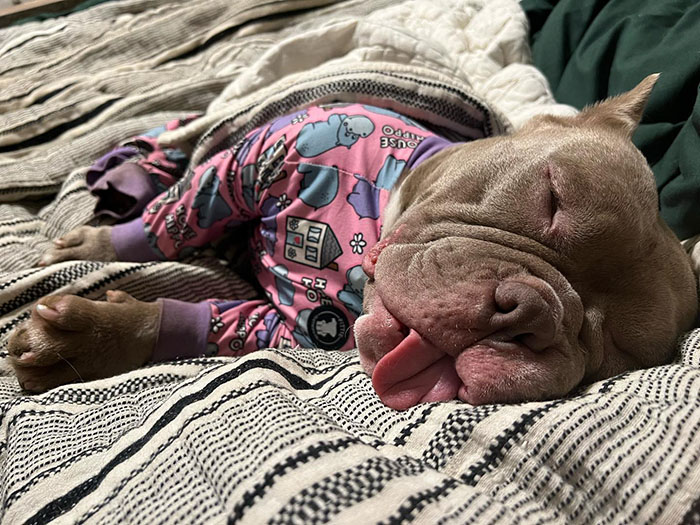 Lovely Pitbull Can’t Stop Hugging Woman Who Gave Him Foster Home, Goes Viral When Pics Spread Online