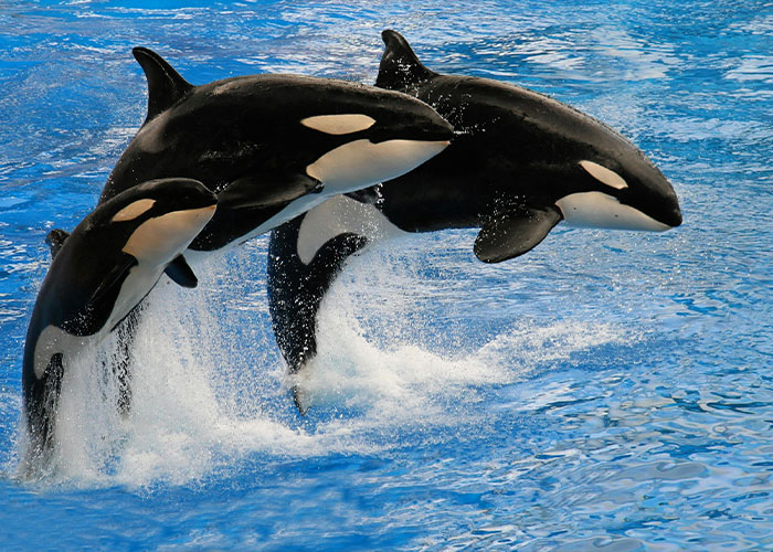 Three orcas jumping out of the water, showcasing intriguing aquatic behavior.