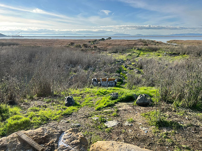 Guy Who Cleans Up Bay Area Gets To Enjoy The Fruit Of His Work As He Witnesses The Nature Return