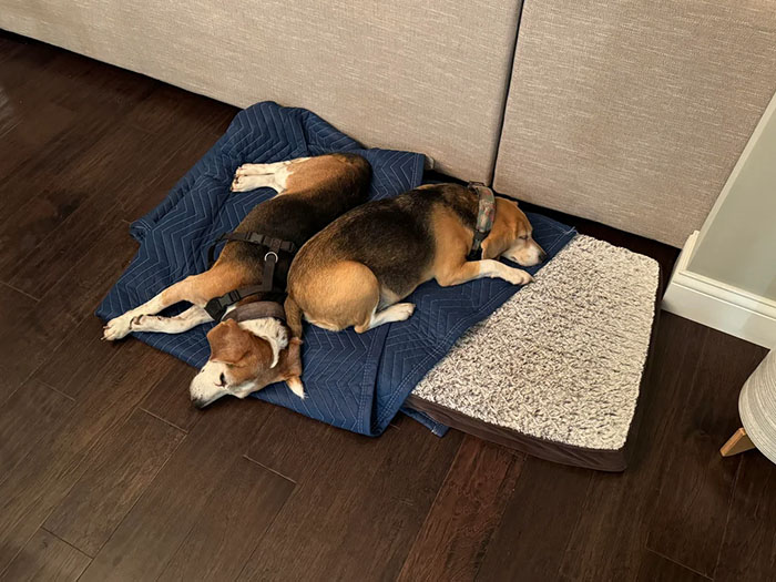 Man Goes For A Walk In The Forest, Returns With A Couple Of Beagles He Found Stuck On A Cliff