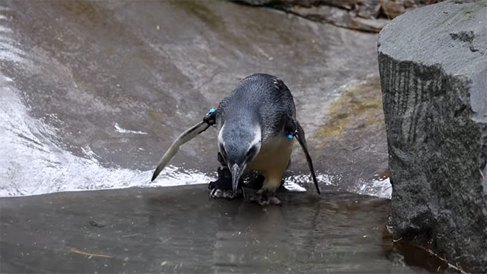 Periwinkle The Penguin Takes Over The Internet As He Thrives After A Rough Start, Defying All Odds