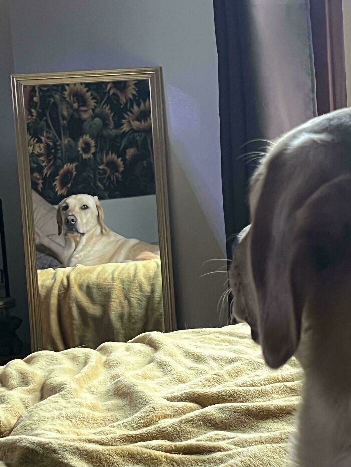 Dog gazing into a mirror, resembling a Renaissance painting with sunflower wallpaper background.