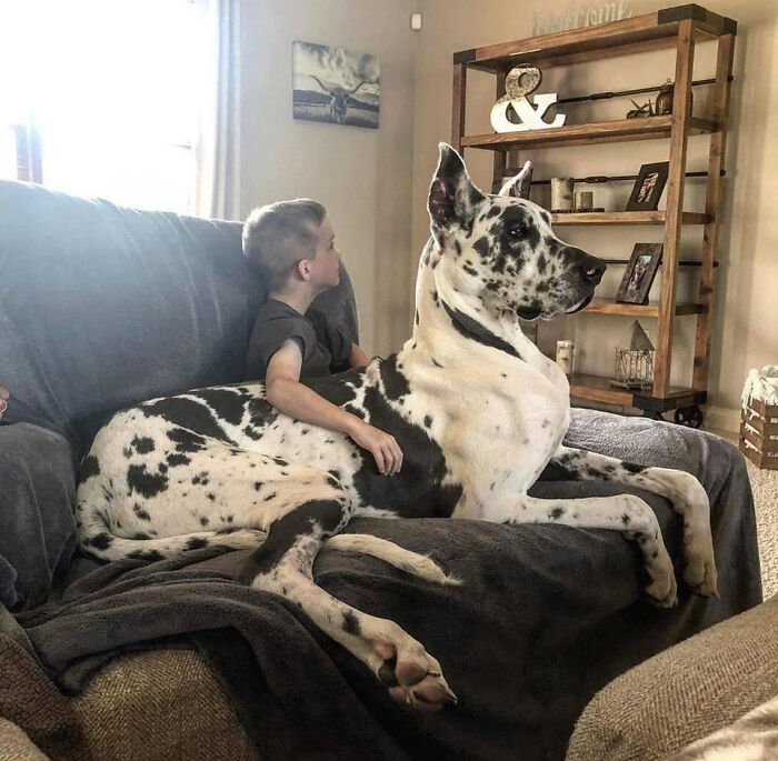 A child seated on a couch with an absolute unit: a large Great Dane dog sitting beside him.