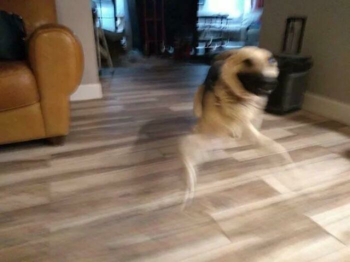 Blurry Picture Of A Dog