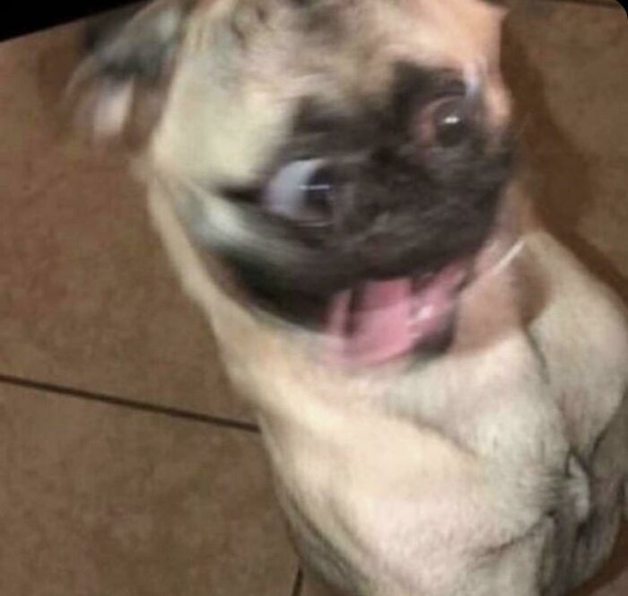 Blurry Picture Of A Dog