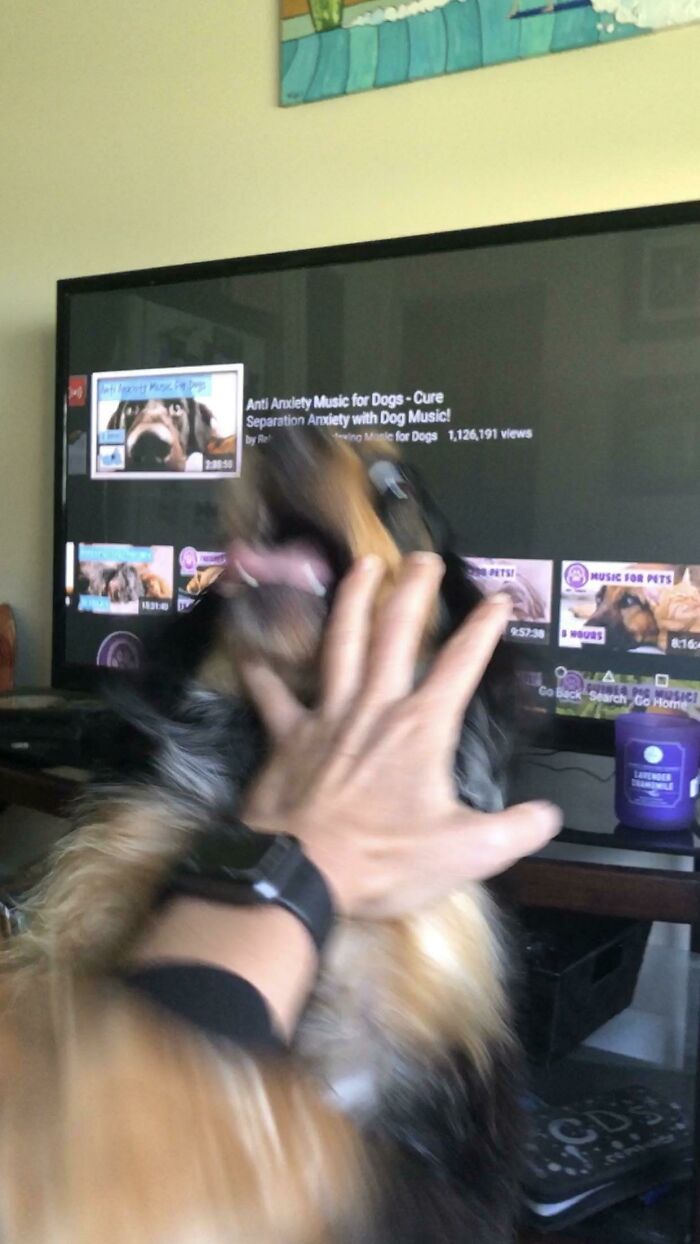 Blurry Picture Of A Dog