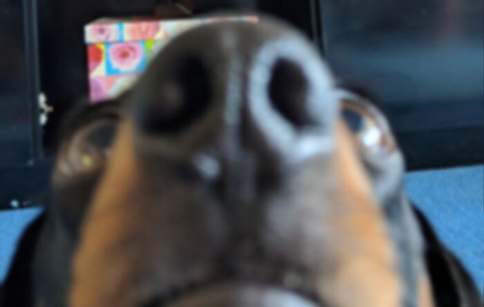 Blurry Picture Of Dog