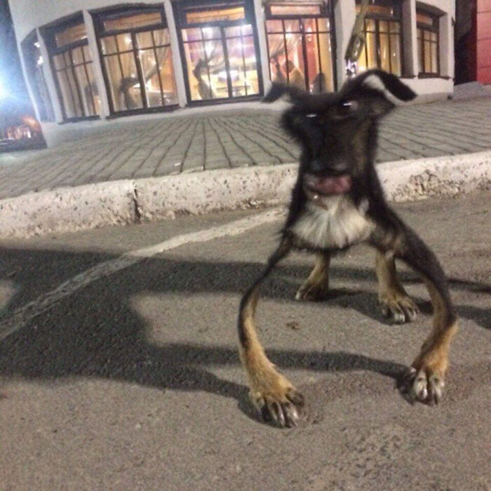 Blurry Picture Of A Dog