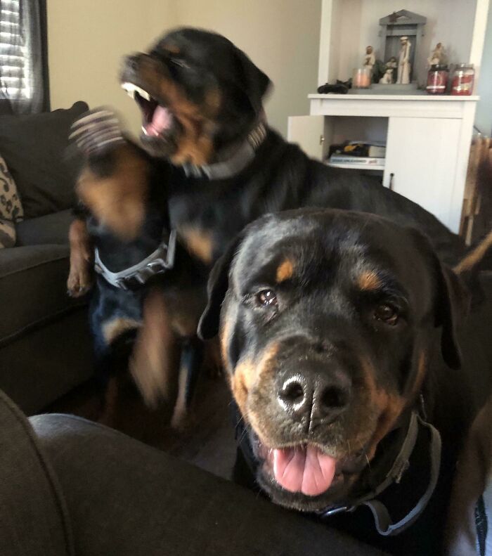 Blurry Picture Of Dogs