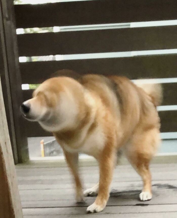 Blurry Picture Of A Dog