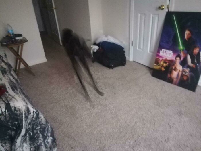 Blurry Picture Of Dog