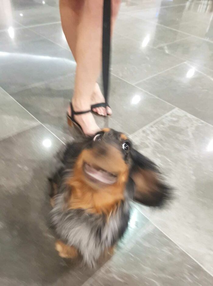 Blurry Picture Of A Dog