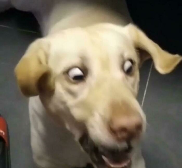 Blurry Picture Of A Dog