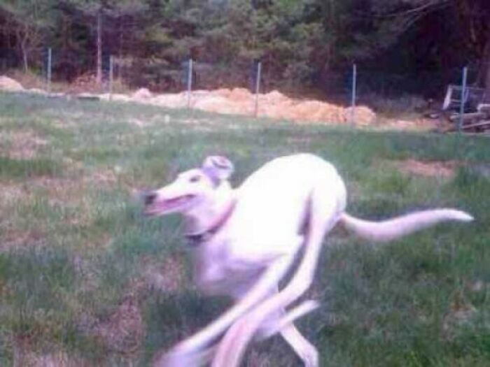 Blurry Picture Of A Dog