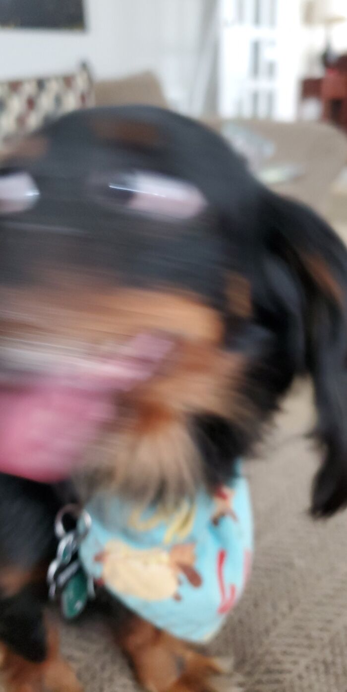 Blurry Picture Of A Dog