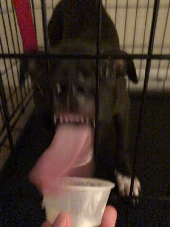 Blurry Picture Of A Dog