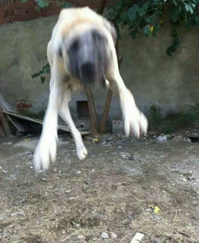 Blurry Picture Of A Dog