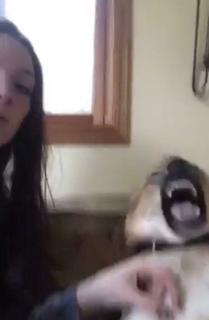 Blurry Picture Of Dog