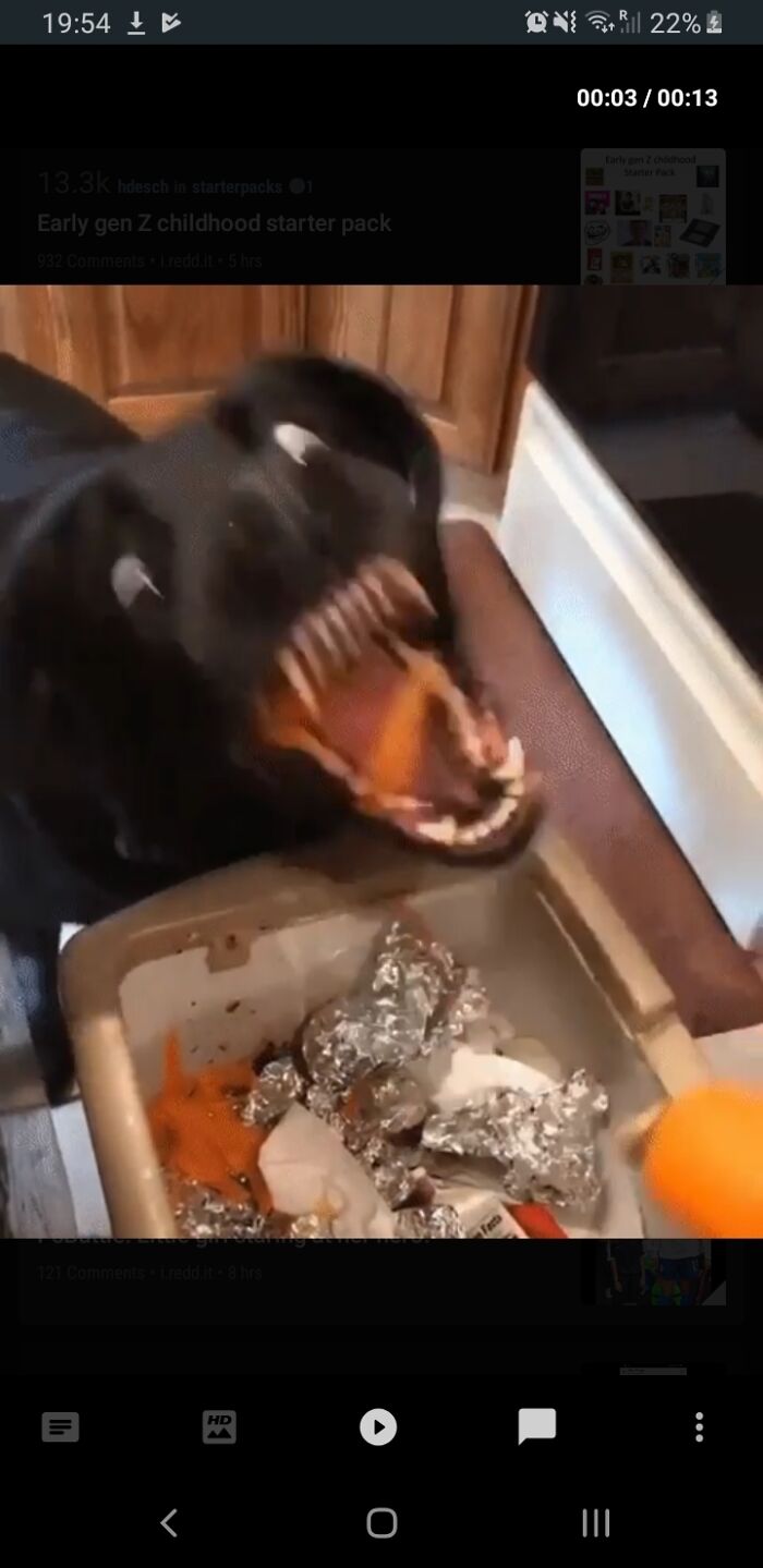 Blurry Picture Of A Dog