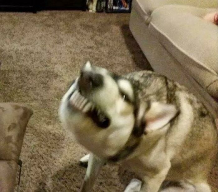 Blurry Picture Of Dog