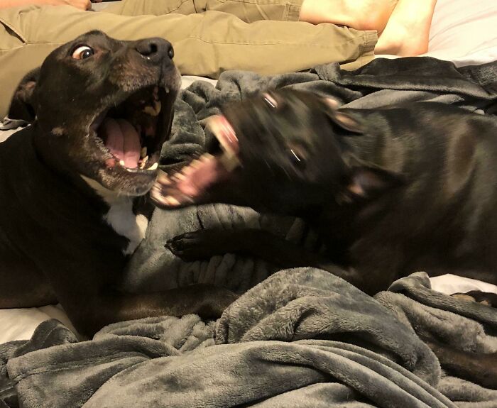 Blurry Picture Of A Dog