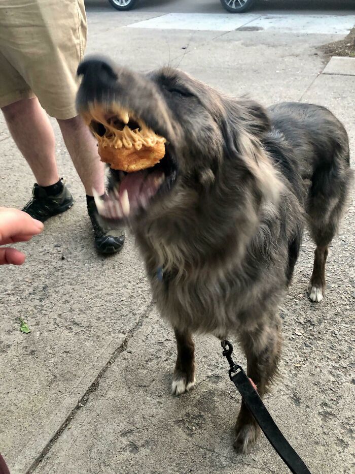 Blurry Picture Of A Dog