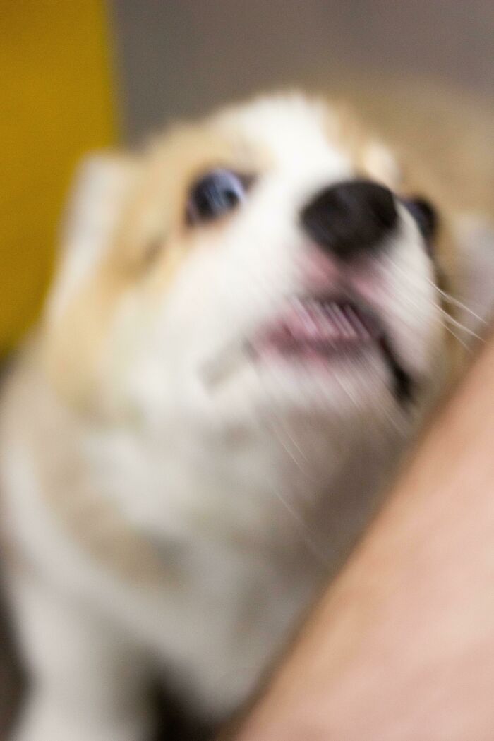 Blurry Picture Of A Dog