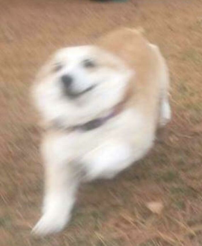 Blurry Picture Of A Dog