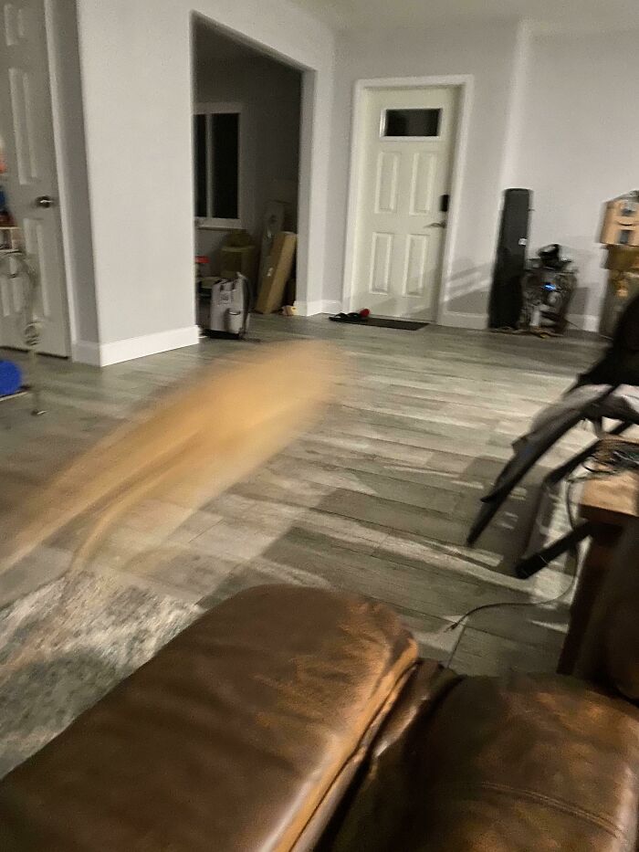 Blurry Picture Of A Dog