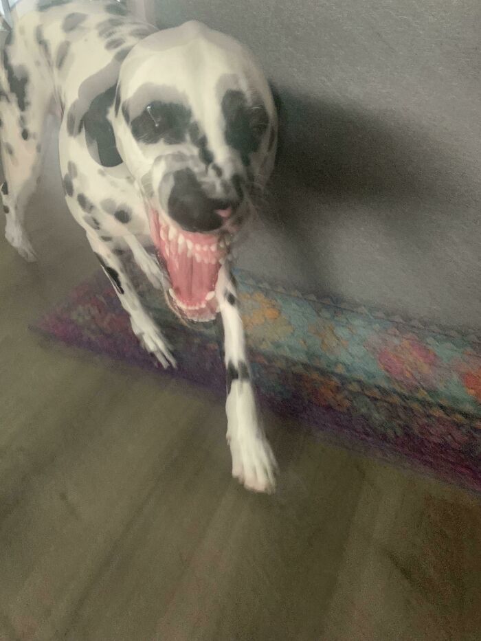 Blurry Picture Of A Dog