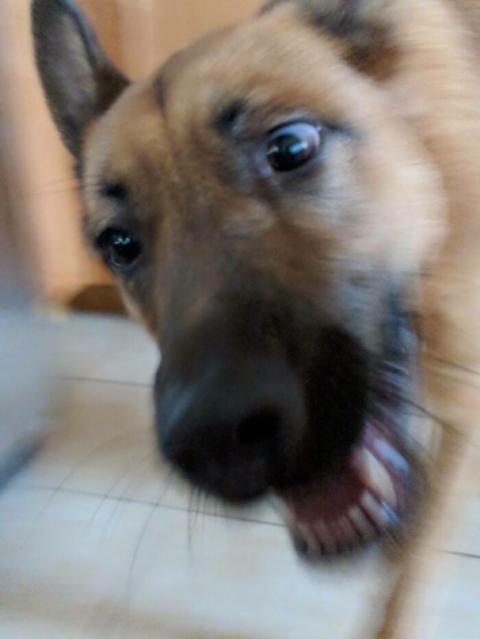 Blurry Picture Of A Dog