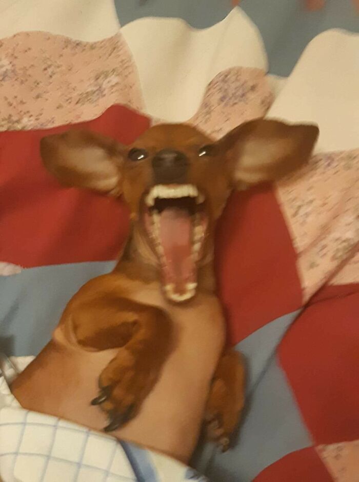 Blurry Picture Of A Dog