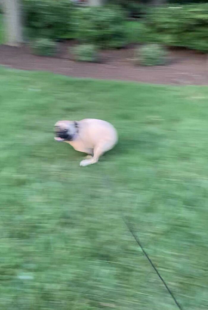 Blurry Picture Of A Dog