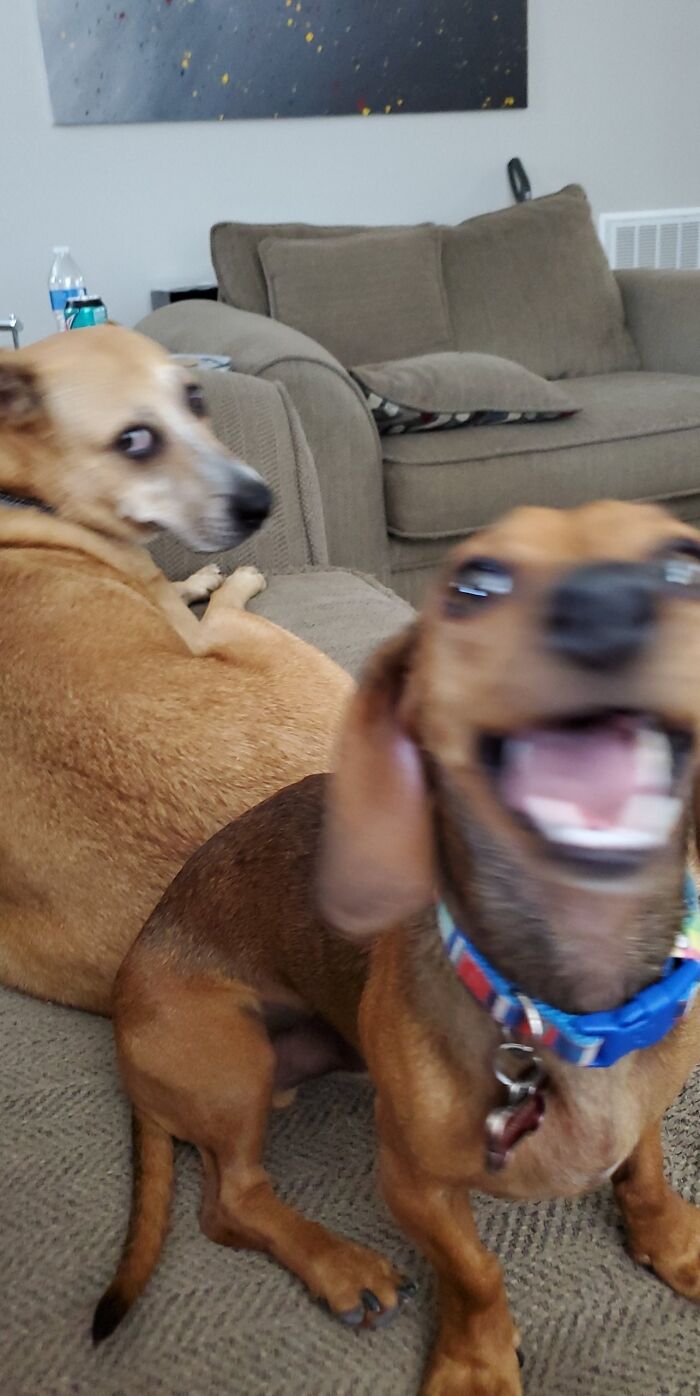 Blurry Picture Of Dogs