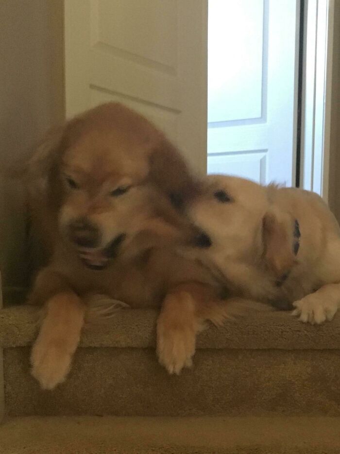 Blurry Picture Of A Dog