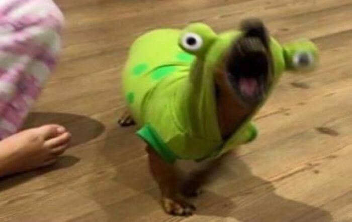 Blurry Picture Of A Dog