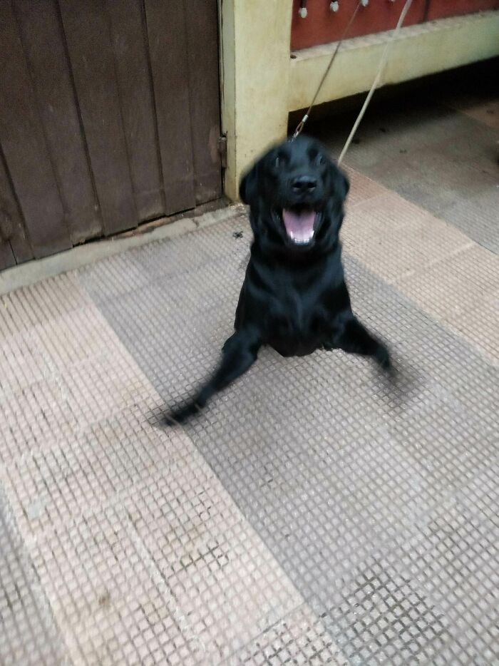 Blurry Picture Of A Dog