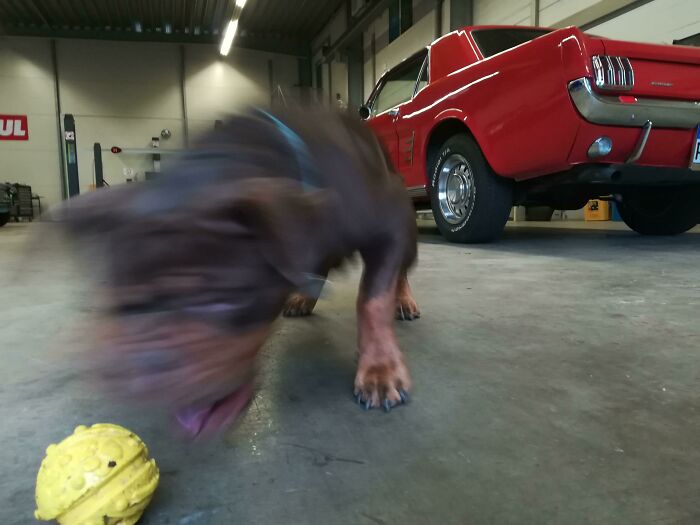 Blurry Picture Of A Dog