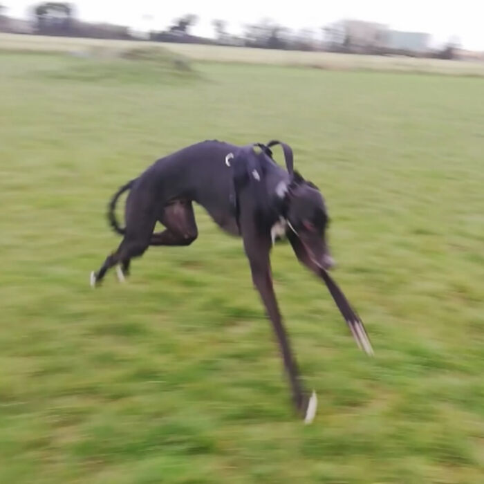 Blurry Picture Of Dog