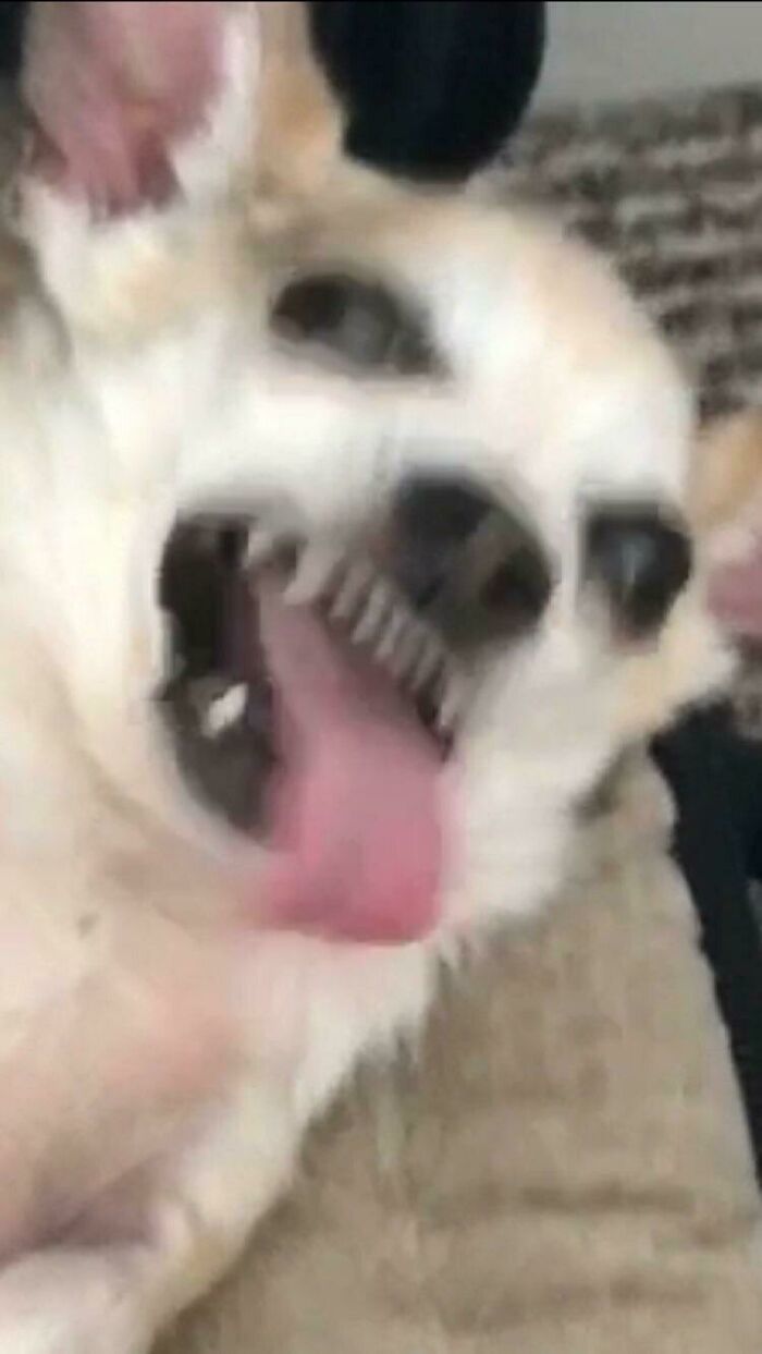 Blurry Picture Of A Dog