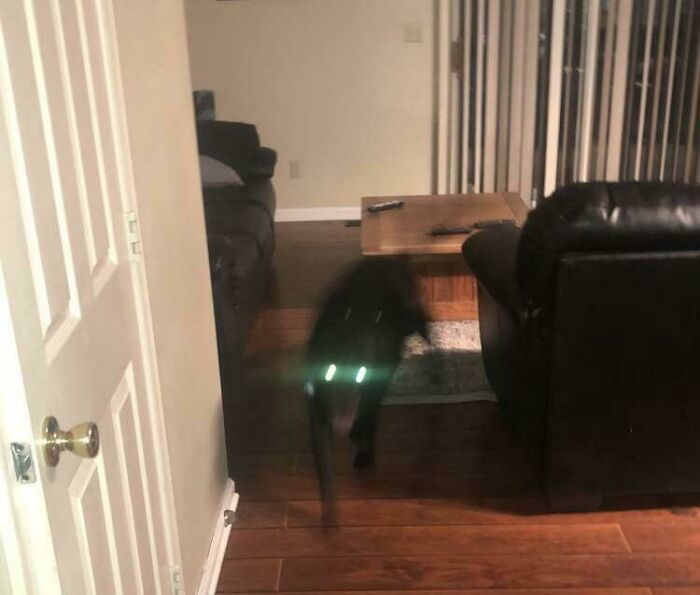 Blurry Picture Of A Dog