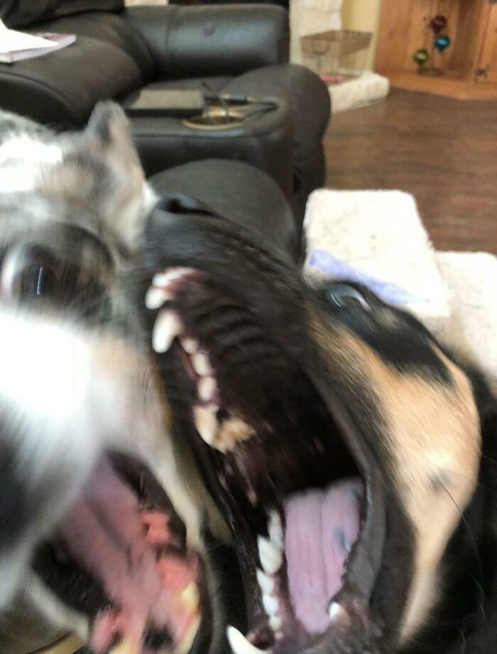 Blurry Picture Of Dogs