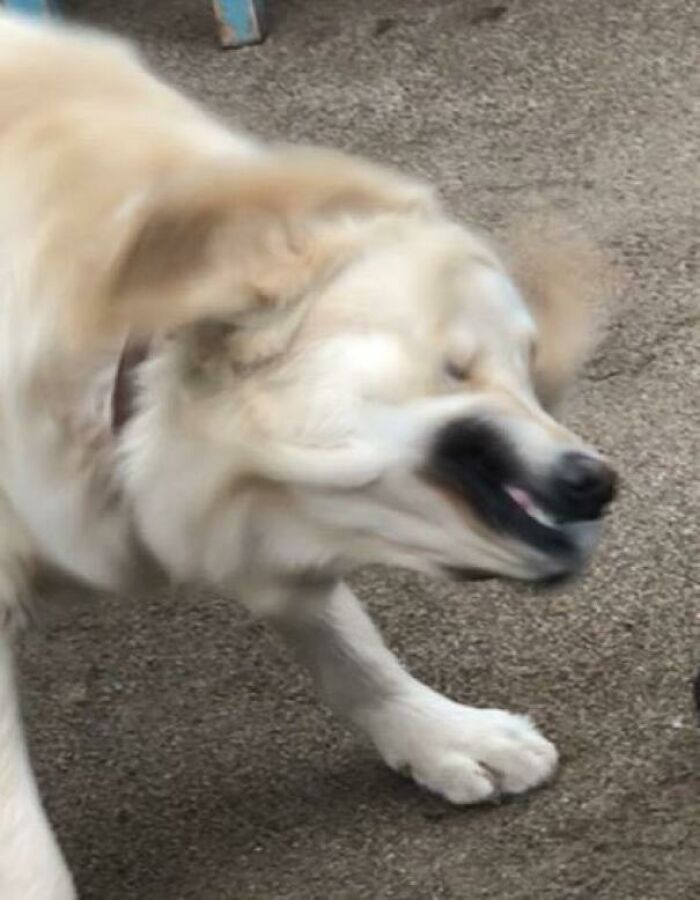 Blurry Picture Of A Dog