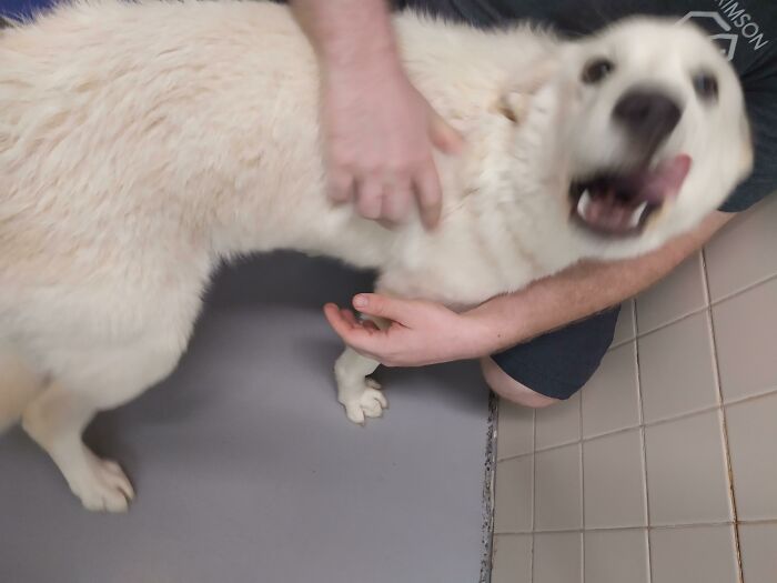 Blurry Picture Of A Dog