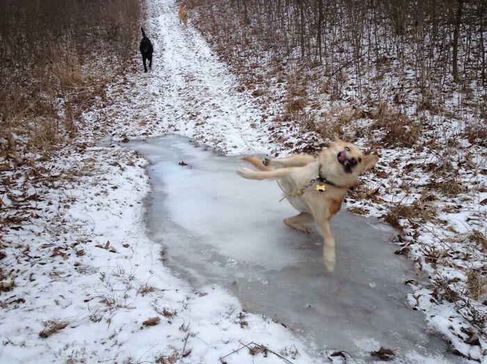 Blurry Picture Of A Dog