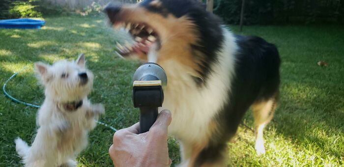 Blurry Picture Of Dogs