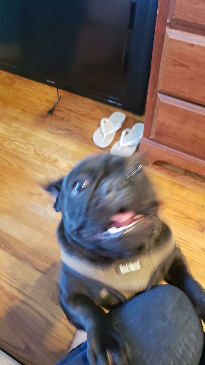 Blurry Picture Of Dog